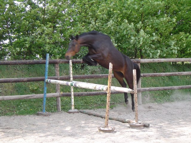 QUAMELIE DU LOIR